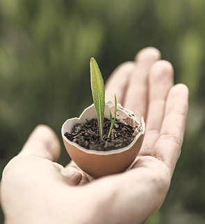 Germinated Plant_edited.jpg