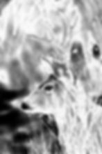 Thumbnail: Pronghorn