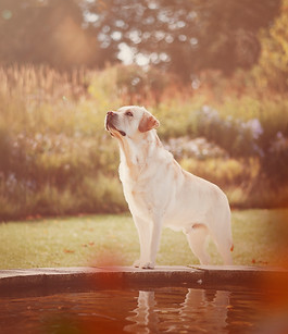Gul labrador efterår ved vand.jpg
