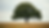 Eye-level view of a sturdy oak tree standing alone in a field