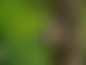 If you’re feeling stressed and anxious, research says: Feed the birds!