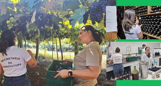 Safra de vinhos 2026 começa a ser avaliada em laboratório no RS