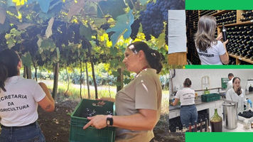 Safra de vinhos 2026 começa a ser avaliada em laboratório no RS