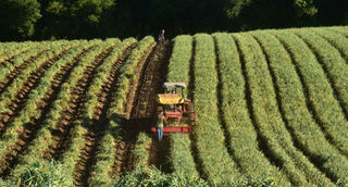 Governo de SC prorroga prazo de financiamentos do FDR para agricultores afetados pela queda nos preços da cebola e do alho