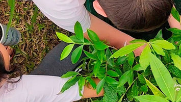 Sicoob Credija já distribuiu 86 mil mudas de árvores nativas através do Projeto Ecoovida