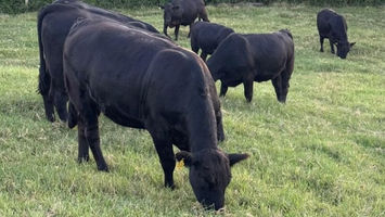 Com 82 leilões contabilizados, mercado de terneiros mantém médias estáveis em SC