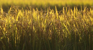 Federação dos Arrozeiros do RS disponibiliza assessoria jurídica para produtores