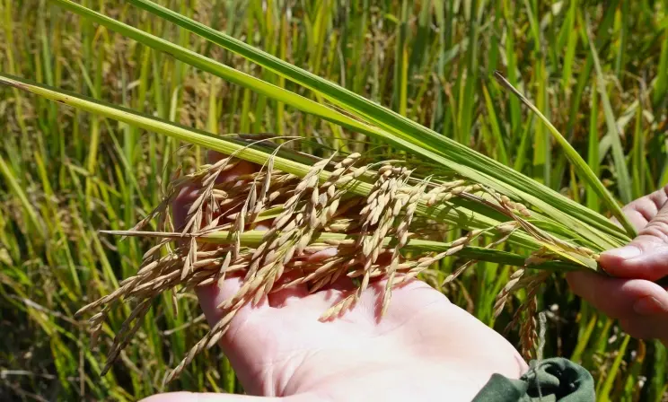 Licenciamento ambiental da rizicultura ameaça produção de arroz em Santa Catarina
