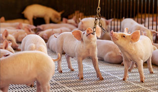 Certificações internacionais atestam padrões de bem-estar animal da Aurora Coop