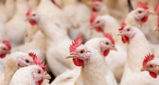 Avicultores gaúchos debatem inovação e automação no setor