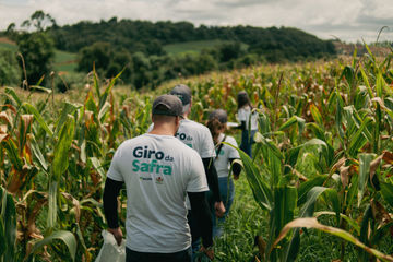 Safra de milho em SC aponta para recorde e pode superar 2,4 milhões de toneladas