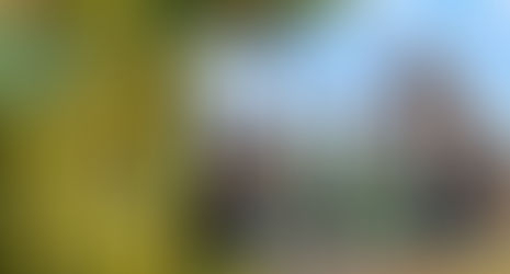 Epagri apresenta vinhos finos produzidos com uvas resistentes a doenças