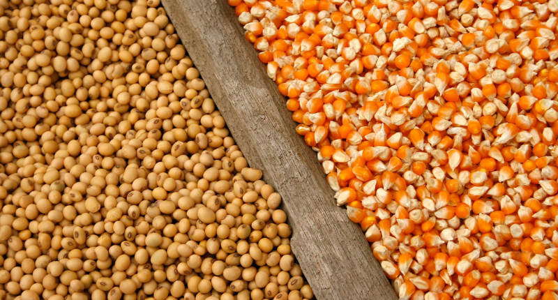 Estimativa para safra de soja e milho para 2025/26