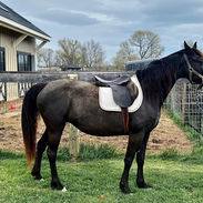 Black Tennessee walker horse