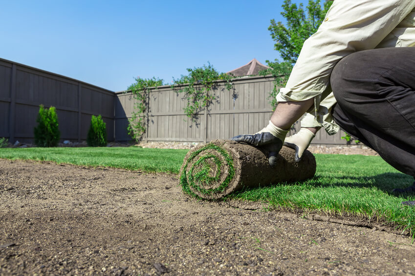 New Sod Care & Information