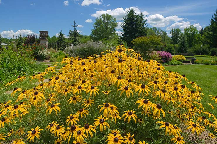 Care Guide for Your Newly Planted Black-Eyed Susans Fertilizing