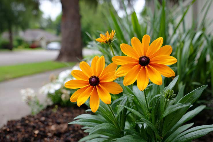 Care Guide for Your Newly Planted Black-Eyed Susans Mulching
