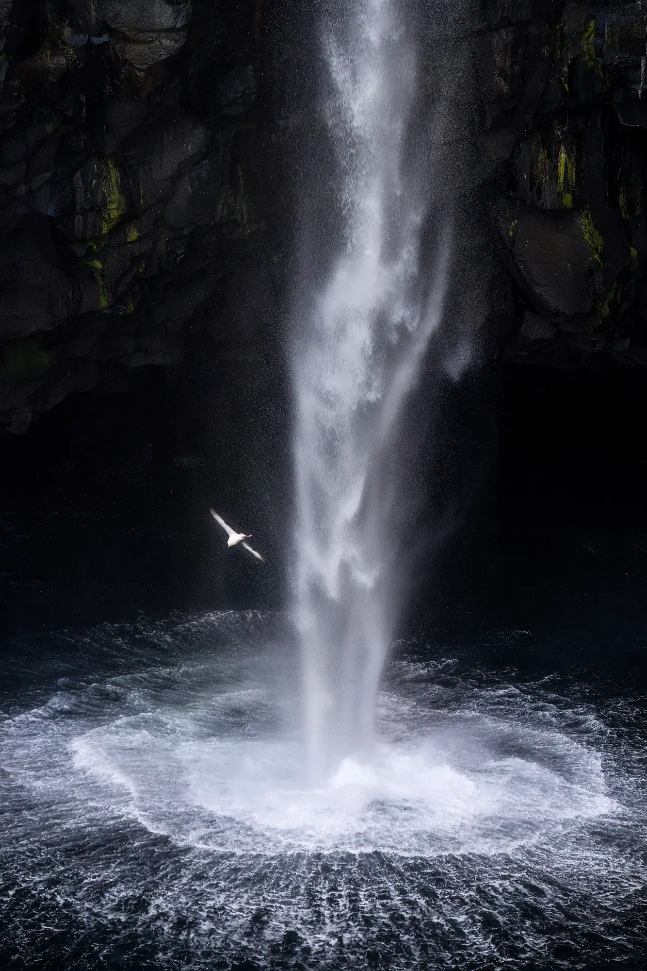 Ein majestätischer Wasserfall auf den Färöer-Inseln mit einem Vogel, der durch die aufsteigende Gischt gleitet