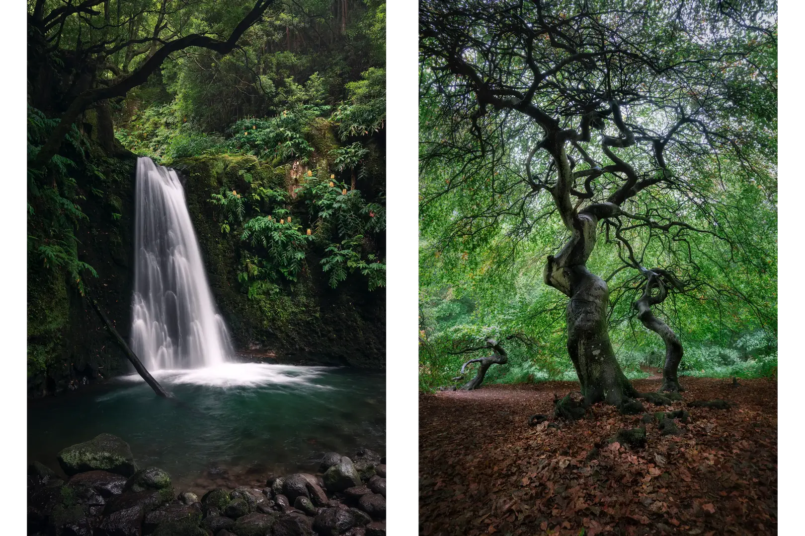 Tief im grünen Dschungel von São Miguel liegt der Salto do Prego, eingebettet in eine wilde, moosige Kulisse. Umgeben von Farnen, Felsen und dichtem Blattwerk stürzt das Wasser in ein stilles, klares Becken. – Im Zauberwald der Krüppelbuchen auf Rügen scheint die Natur ihrer Fantasie freien Lauf gelassen zu haben.