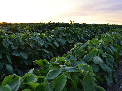 September 25 Crop Report.png