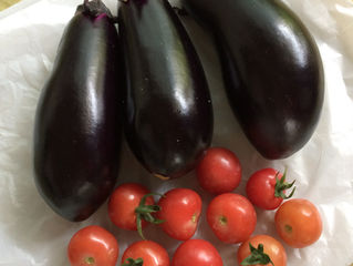 まちなか菜園で夏野菜の収穫(その2)