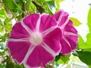 10月の共演。朝顔と夕顔