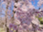 sakura at Nijo Castle, Kyoto