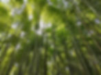 Arashiyama Bamboo Grove, Kyoto