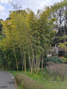 Bamboo grove at East Gardens of the Imperial Palace