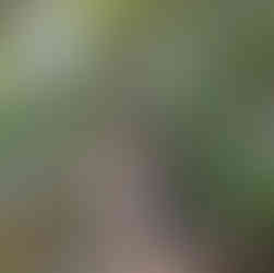 Hama-rikyu Gardens, Tokyo