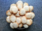 drunk cookies with amaretto