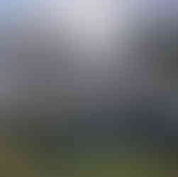 sakura, Nijo Castle, Kyoto