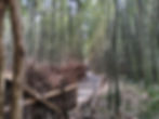 Arashiyama Bamboo Grove, Kyoto