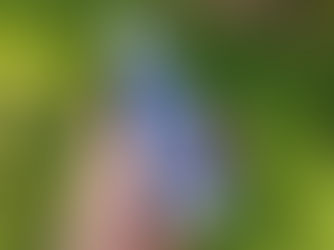 Hakutsuru The Daiginjo Clear - Sake Review