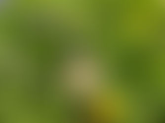 Sawanotsuru Junmai Tarusake - Sake Review