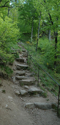 chemin forêt, nature, progression