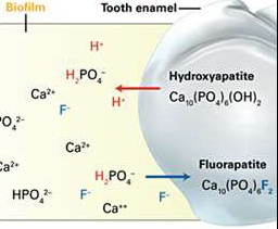 Fluoride Strenghtens the Tooth Structures