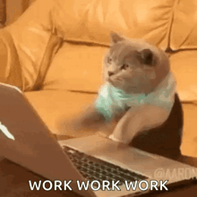 typing-cat-typing.gif