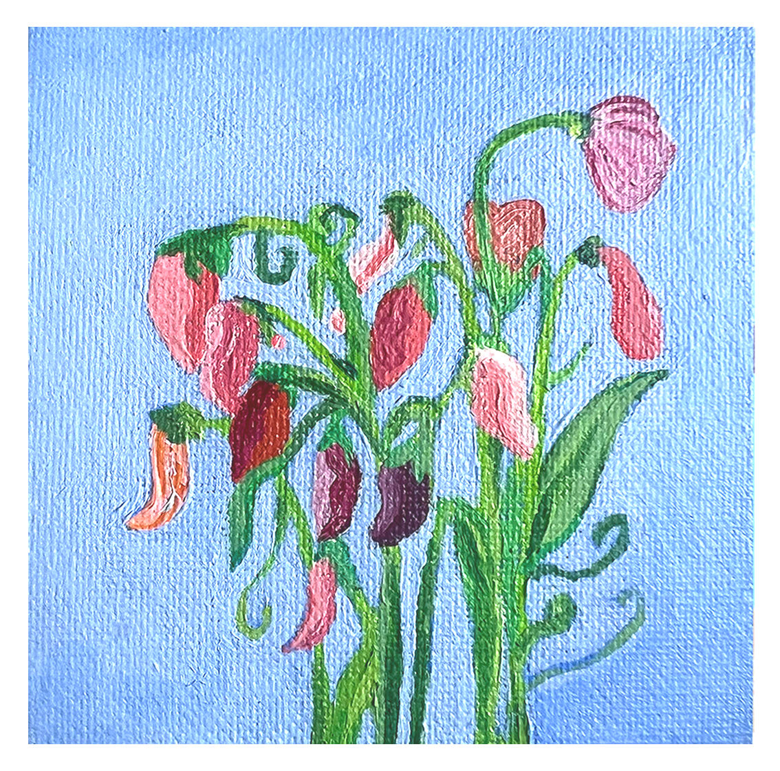 Sweet Pea - 15x15cm