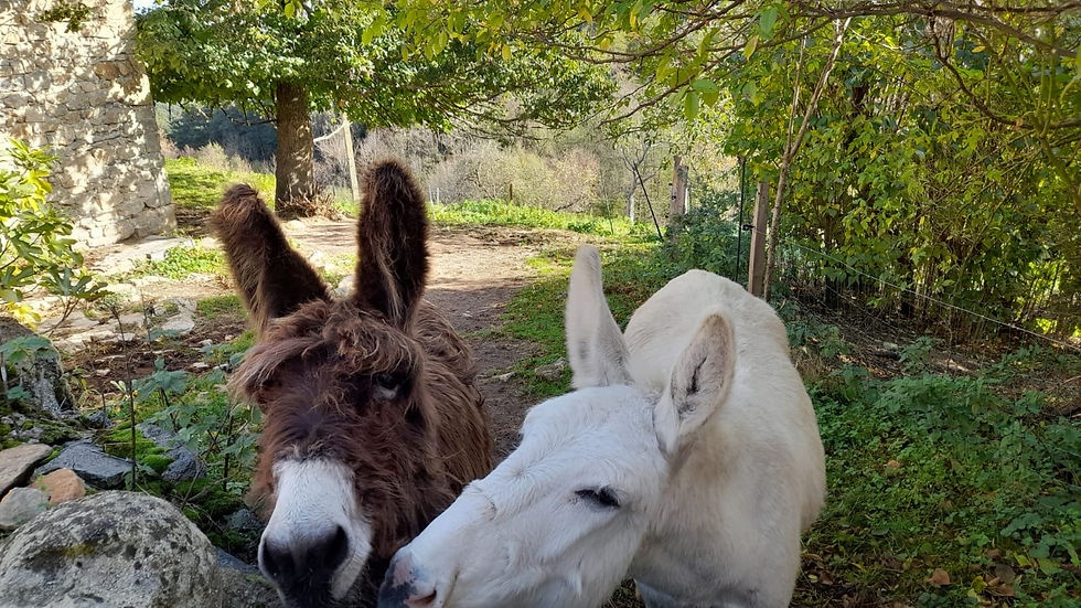 6ca35449-4f19-4d74-800e-c4d4e1f8a6f8