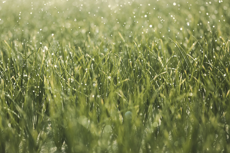 Dewy Grass Closeup_edited.jpg