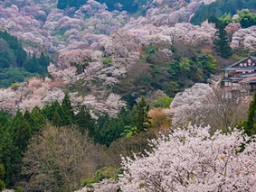 "Yoshino Nara Japan with Mount Yoshino cherry blossoms, Kinpusen-ji Temple, Yoshino Cherry Blossom Festival, and mountain trails—UNESCO World Heritage site near Nara Station for tourists and locals enjoying tea ceremonies, taiko drumming, yomogi mochi, and cultural sightseeing in Japan’s top sakura destination.