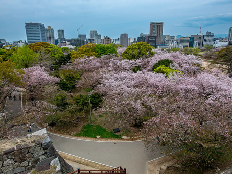 Tranquil Ohori Park, Fukuoka, with castle ruins, koi ponds, and gardens near Ohori Koen Station. Ideal for tourists and locals seeking Japan travel culture, history, and serene walks, capturing Kyushu’s shogunate charm in every verdant Japan travel moment.
