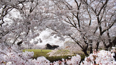 Asuka village in Nara Japan with ancient kofun tombs, stone deities, and rice paddies—historic Yamato cradle near Nara Station, a top Japan travel destination for tourists and locals exploring culture, shrines, onsens, cycling routes, and Kansai heritage.