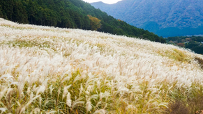 Golden Sengokuhara, Hakone, with susuki grasslands, Mount Fuji views, and ryokan onsens. Perfect for tourists and locals seeking Japan travel wellness, nature hikes, and cultural escapes, capturing Hakone’s pastoral charm in every serene Japan travel moment.