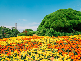"Nokonoshima Fukuoka Japan with Nokonoshima Island Park, flower fields, Hakata Bay views, and beachfront cafes—blooming island near Hakata Station for tourists and locals exploring floral festivals, cosplay walks, Studio Ghibli-inspired art, cycling trails, and cultural sightseeing in Kyushu.