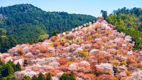 Mount Yoshino in Nara Japan covered with cherry blossoms, sacred shrines, and hot spring onsens—UNESCO World Heritage travel destination for tourists and locals enjoying hiking trails, Kinpusen-ji Temple, yomogi mochi, and wellness retreats in Kansai.
