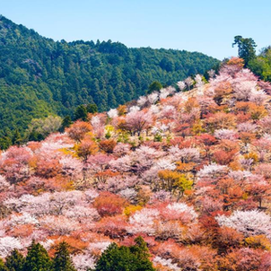 Mount Yoshino in Nara Japan covered with cherry blossoms, sacred shrines, and hot spring onsens—UNESCO World Heritage travel destination for tourists and locals enjoying hiking trails, Kinpusen-ji Temple, yomogi mochi, and wellness retreats in Kansai.