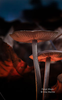 Fungi Magic