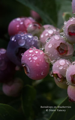 Raindrops on Blueberries
